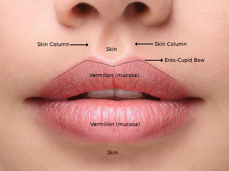 Things You Should Know About Lip Aesthetics Ege Ozgentas M D